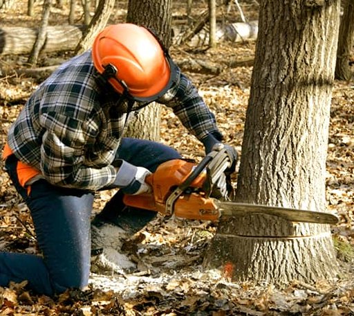 Tree Removal in Jamesville, NC
